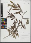 Foto von Salix alba L.
